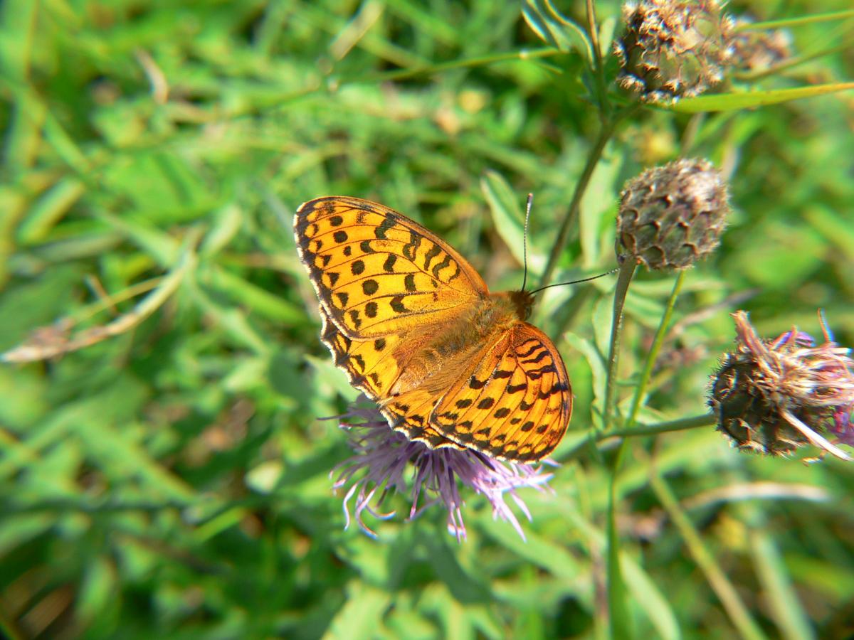 Fabriciana niobe ?